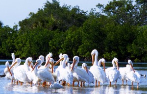 flocking to captiva island homes