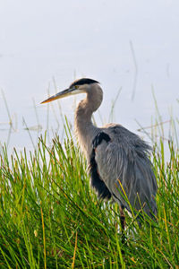 Crane landing in Fort Myers Florida