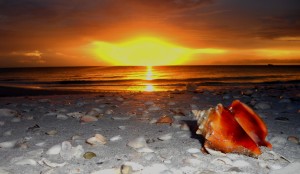 Sanibel Island beaches (conch shell photo by Bill Schiller)