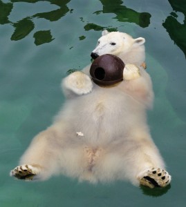 bears-swimming-pool