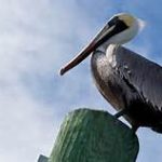 pelican on a pole