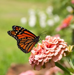 Butterfly Garden