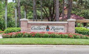 Colliers Reserve