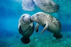 Cute manatees