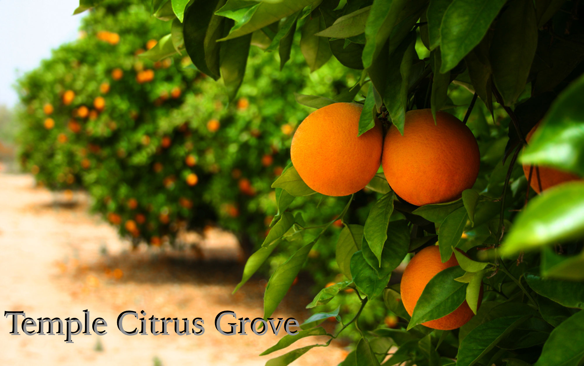 Temple Citrus Grove Homes for Sale in Naples FL